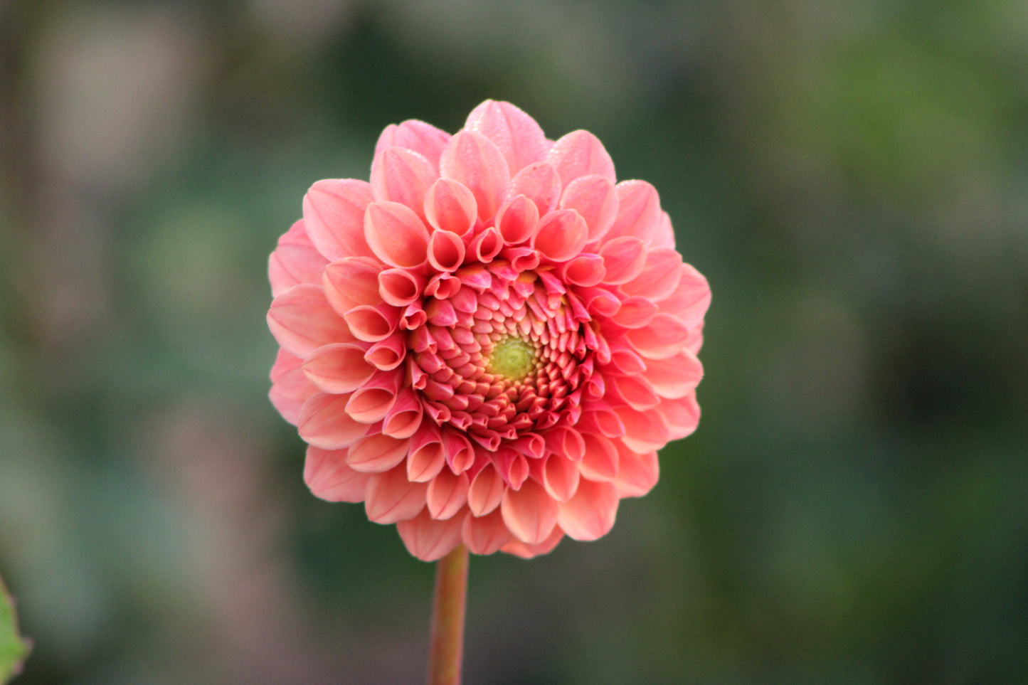 Rose Toscano Formal Decorative Dahlia