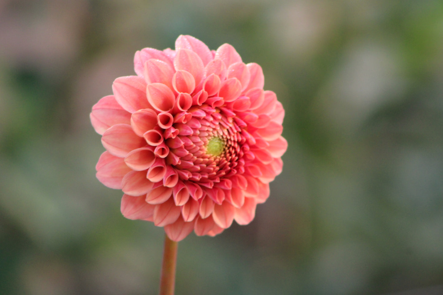 Rose Toscano Formal Decorative Dahlia