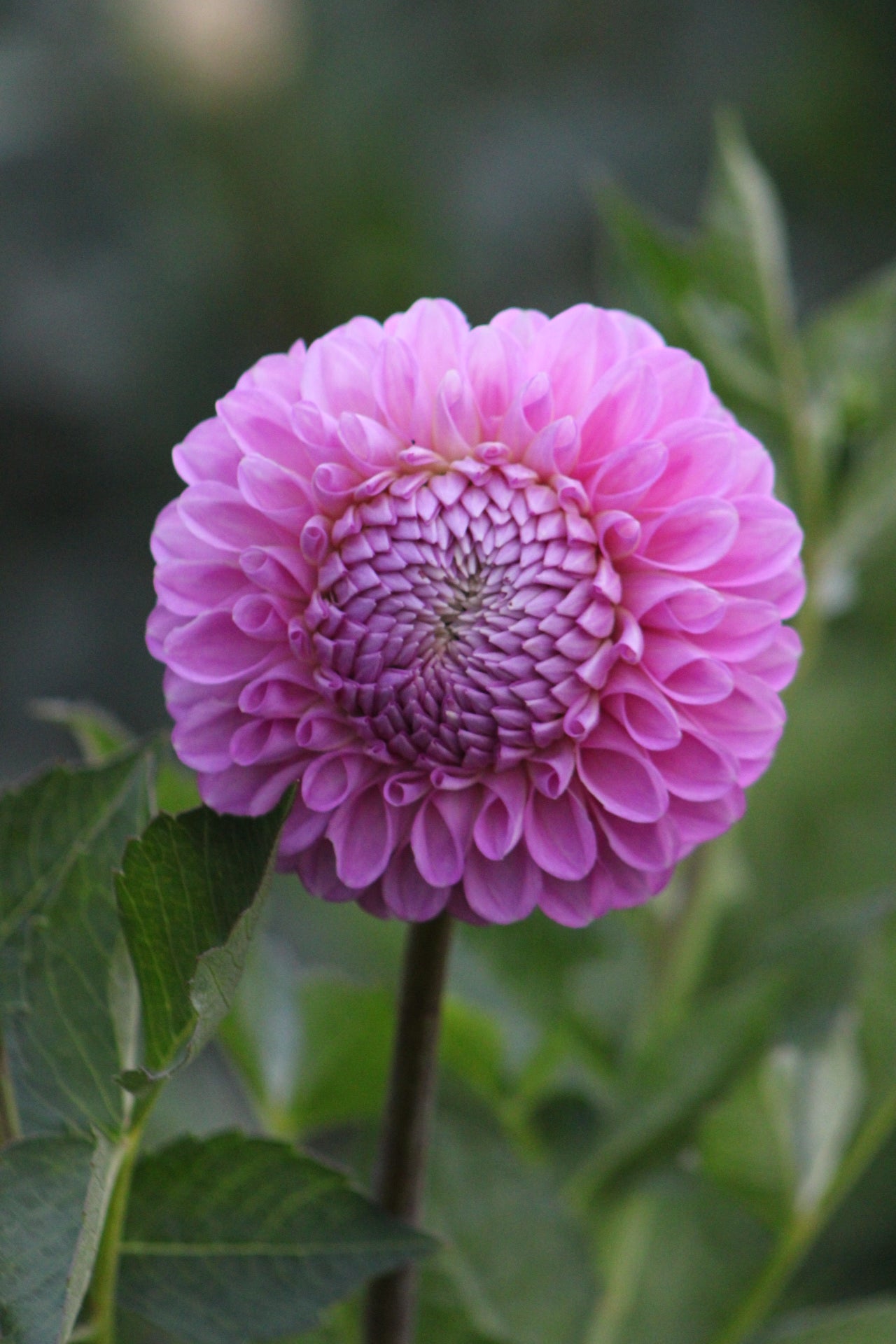 20th Ave Old Major Decorative Dahlia