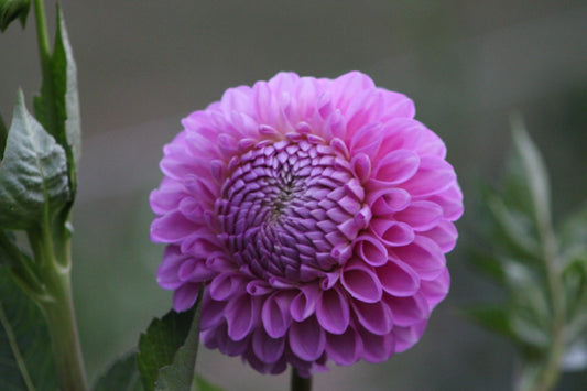 20th Ave Old Major Decorative Dahlia