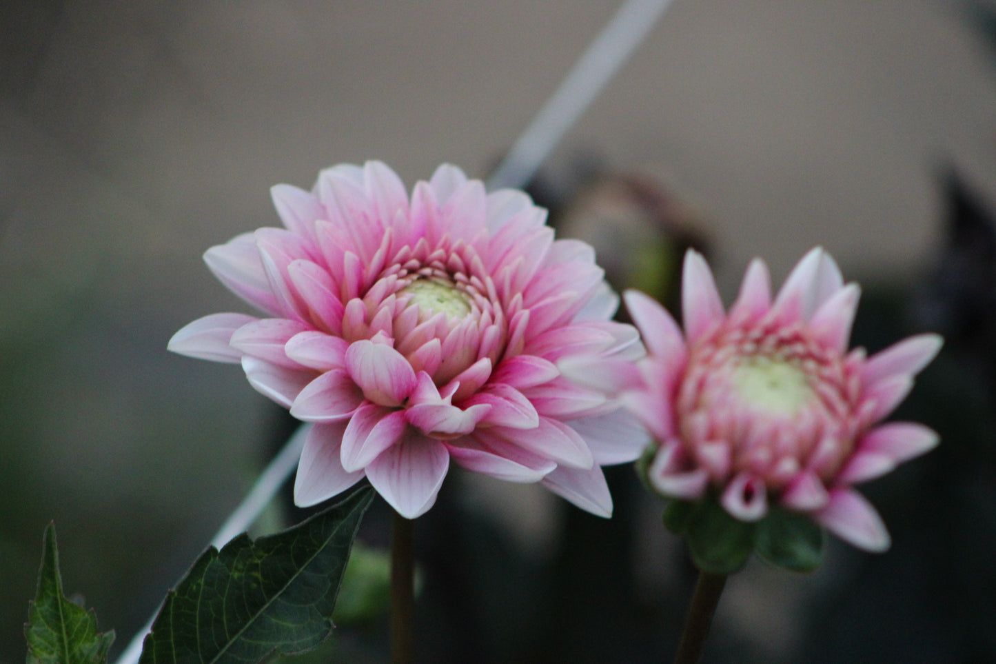 Strawberry Cream Decorative Dahlia