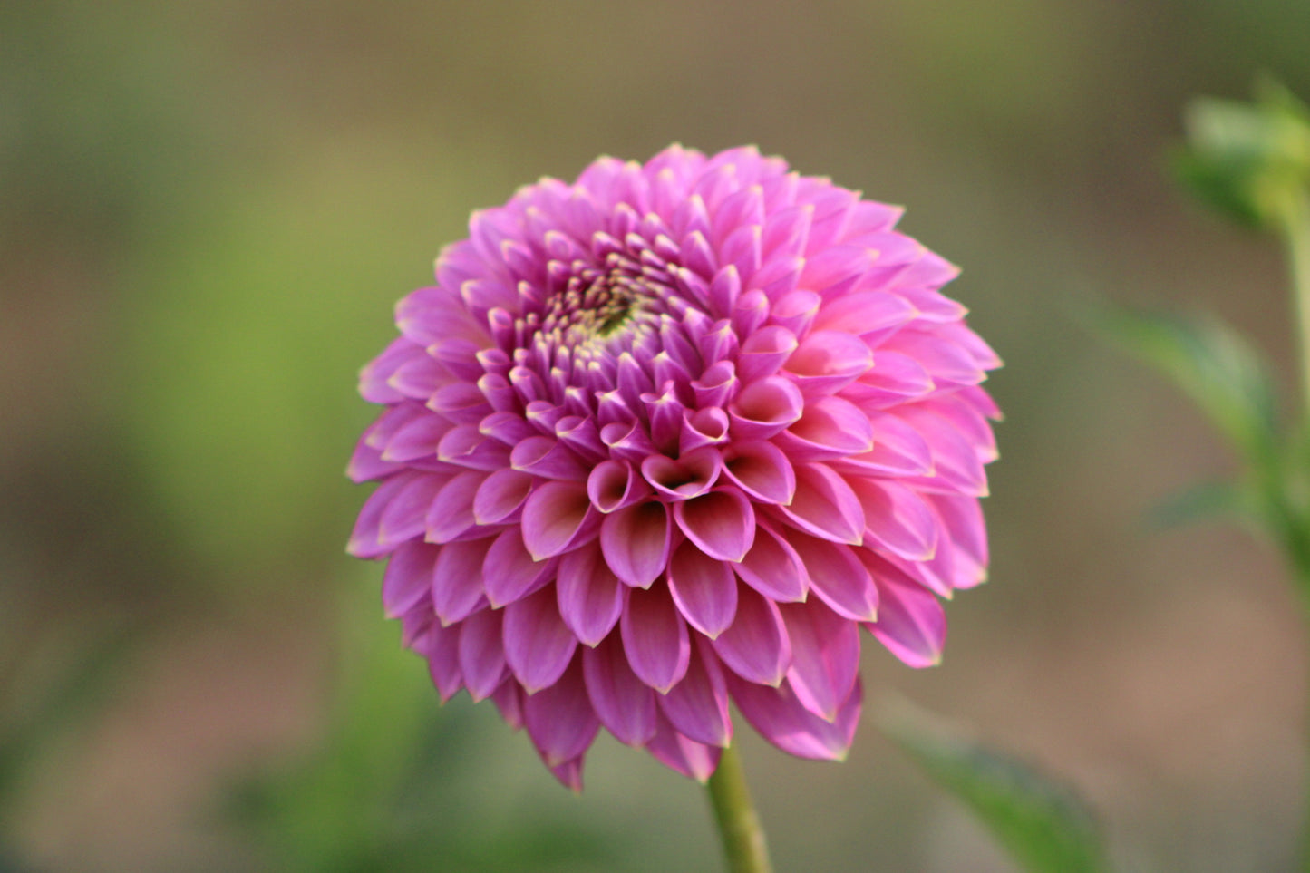 Skipley Spot of Gold Formal Decorative Dahlia