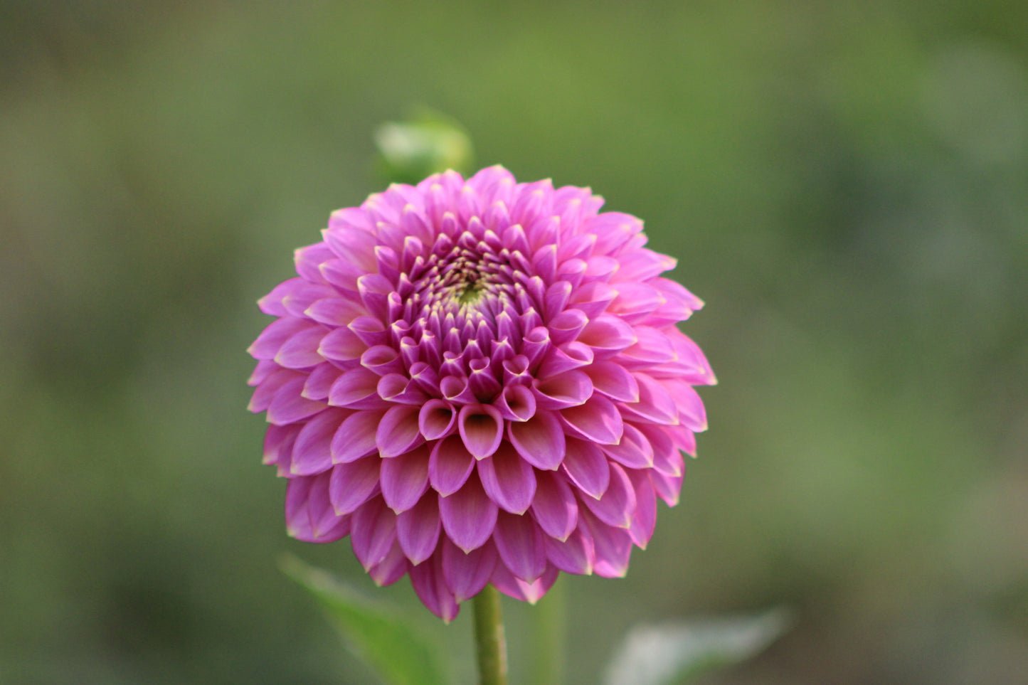 Skipley Spot of Gold Formal Decorative Dahlia