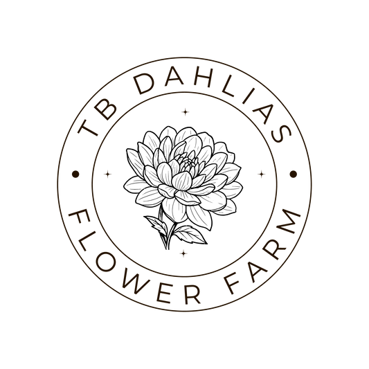 Bloomquist Daniella Ball Dahlia