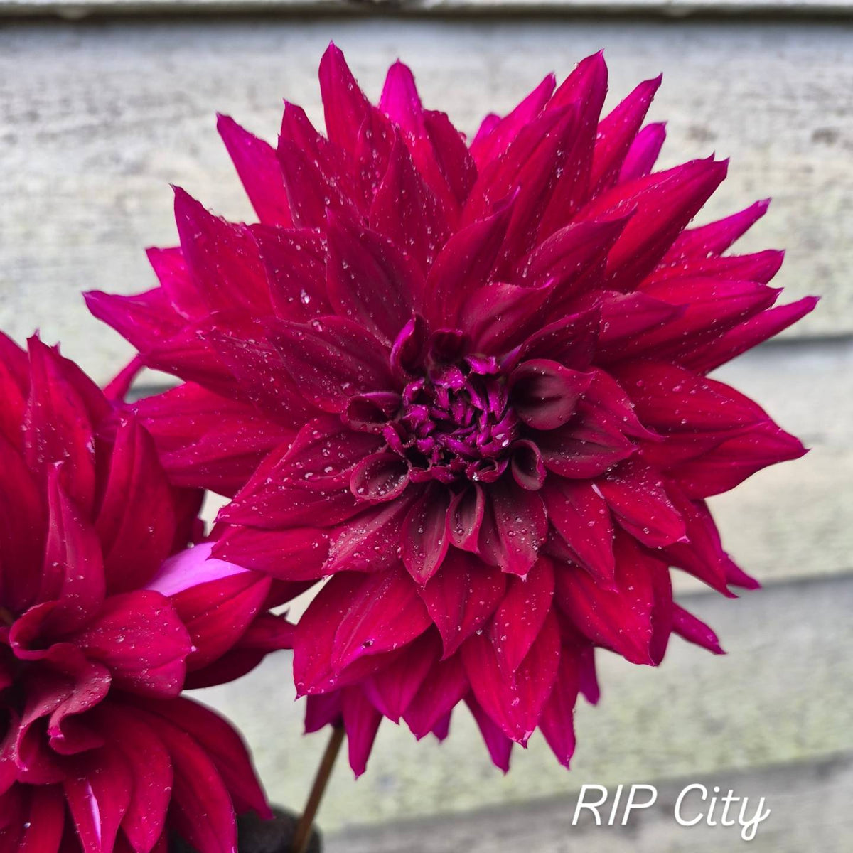 RIP City Informal Decorative Dahlia
