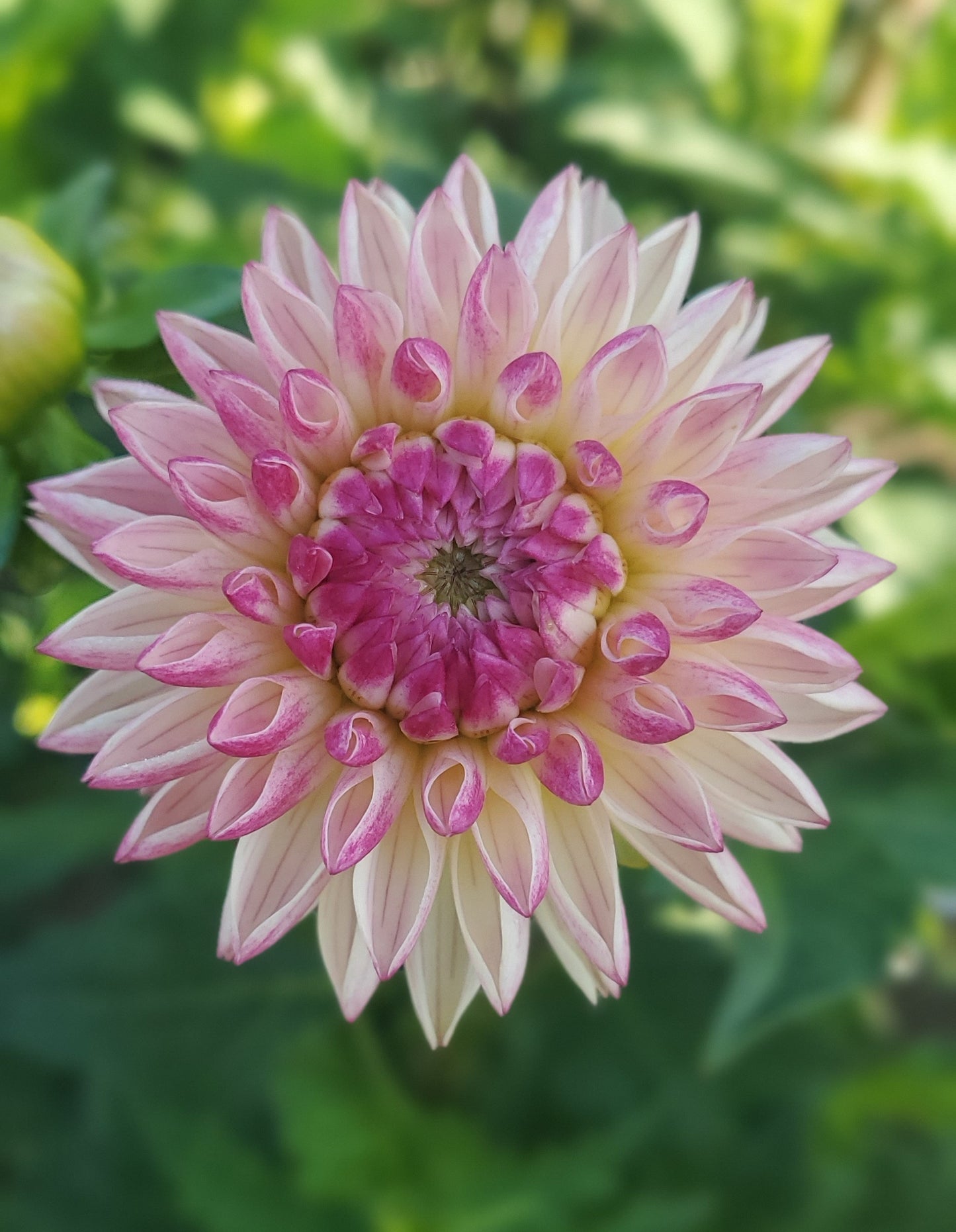 Valley Porcupine Novelty Full Double Dahlia