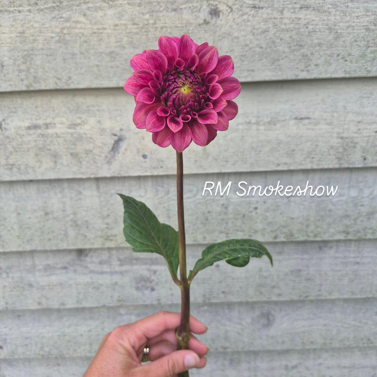 RM Smokeshow Formal  Decorative Dahlia