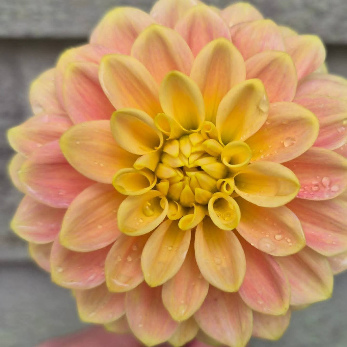 Florelie Fruit Tingle Informal Decorative Dahlia 🇦🇺