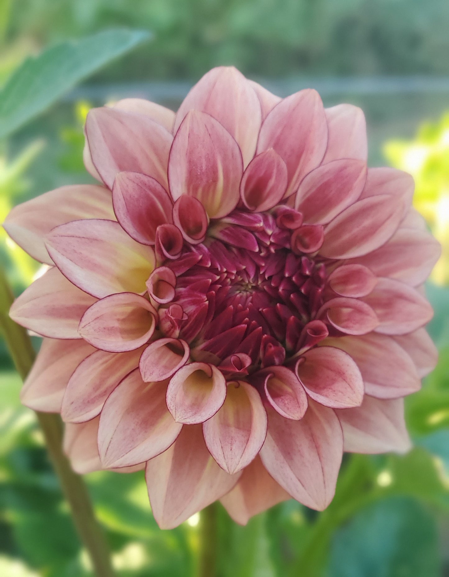Mocha Katie Informal Decorative Dahlia