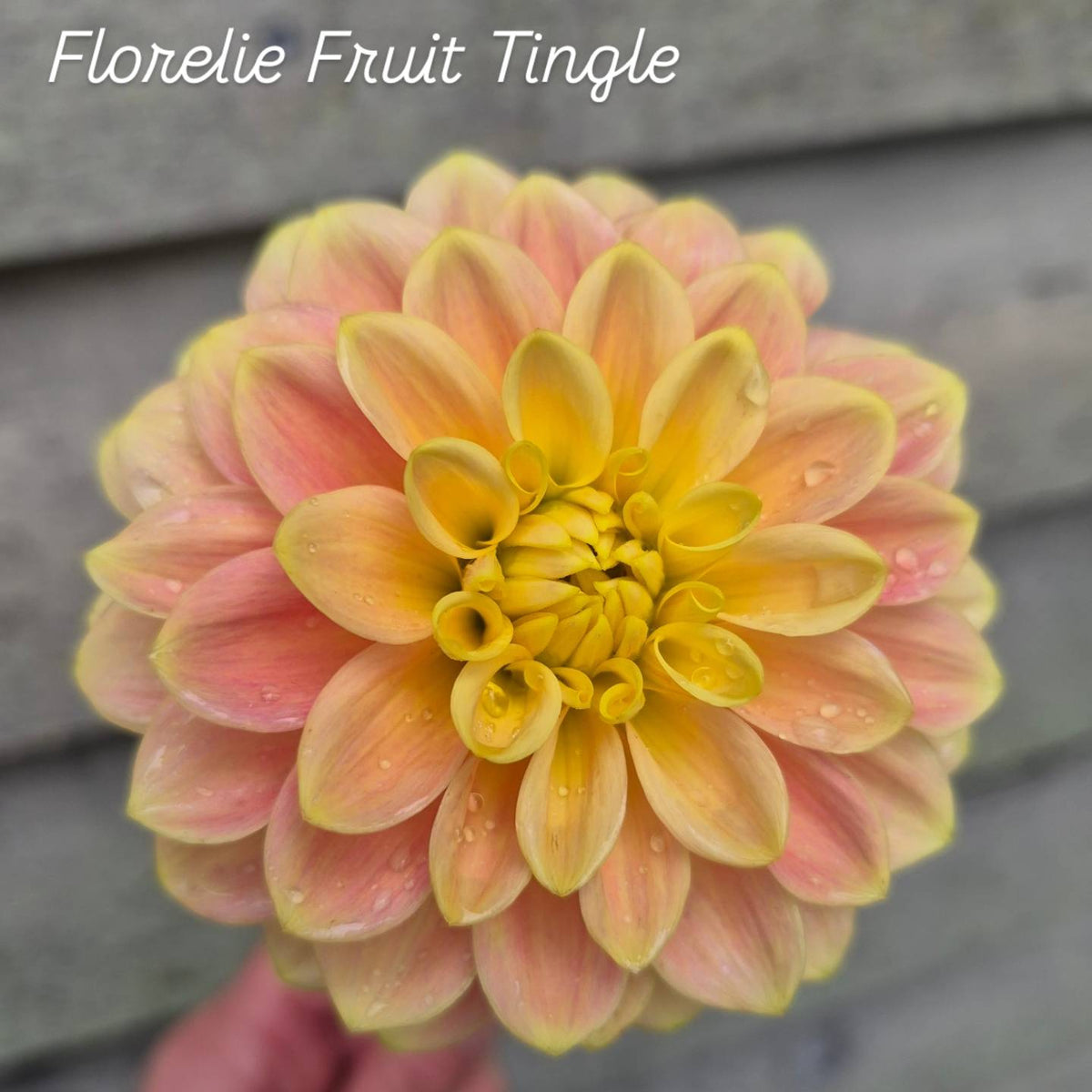 Florelie Fruit Tingle Informal Decorative Dahlia 🇦🇺