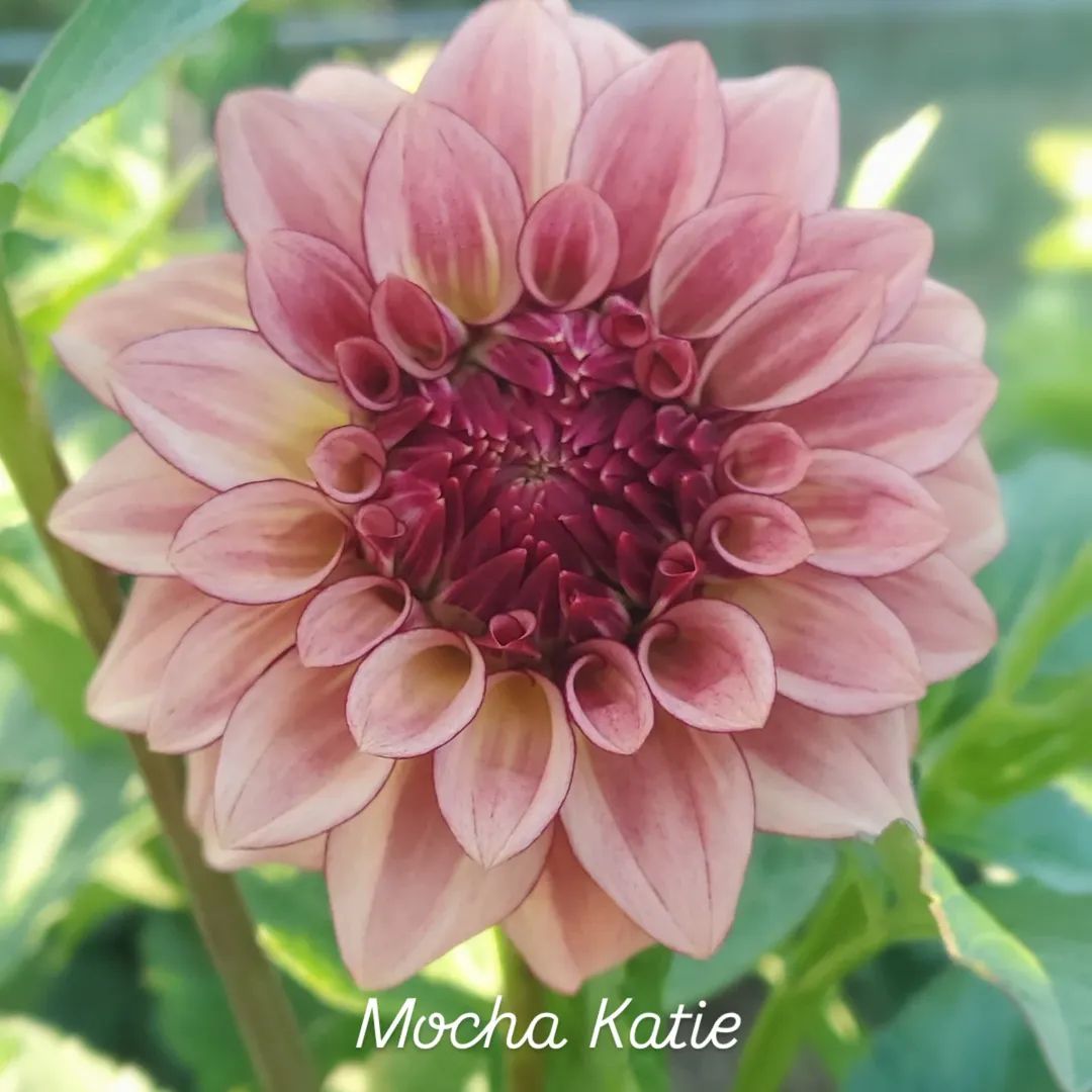 Mocha Katie Informal Decorative Dahlia
