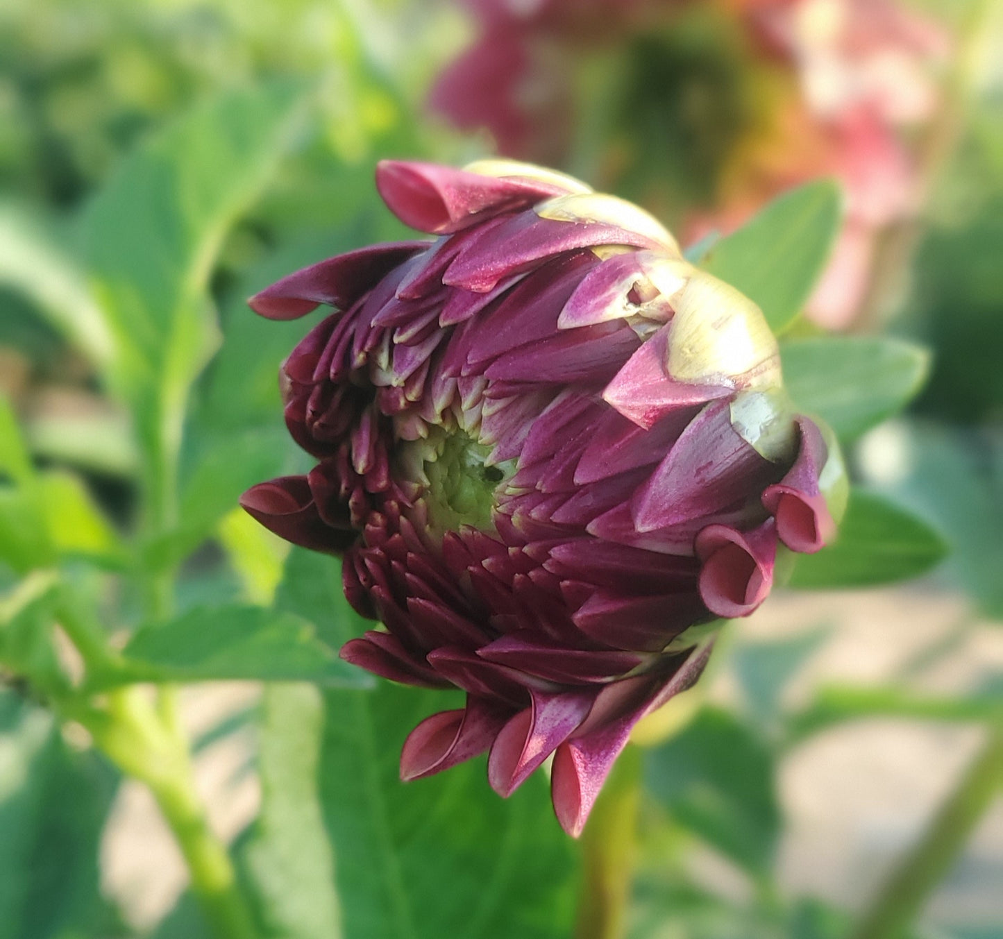 Mocha Katie Informal Decorative Dahlia