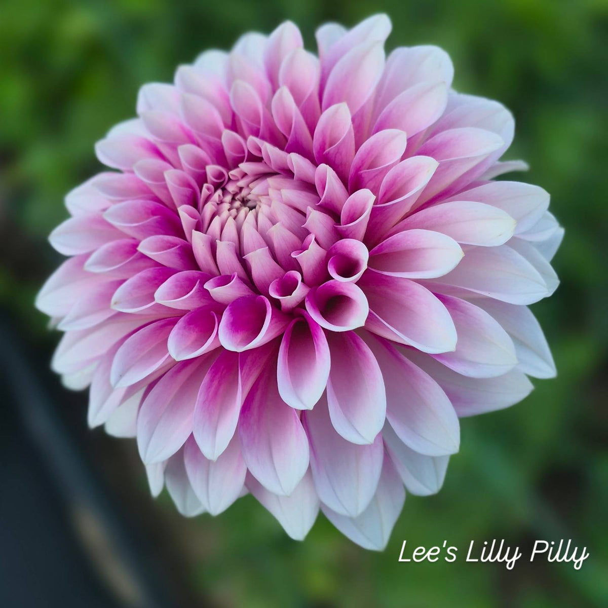 Lee's Pilly Lilly Formal Decorative Dahlia