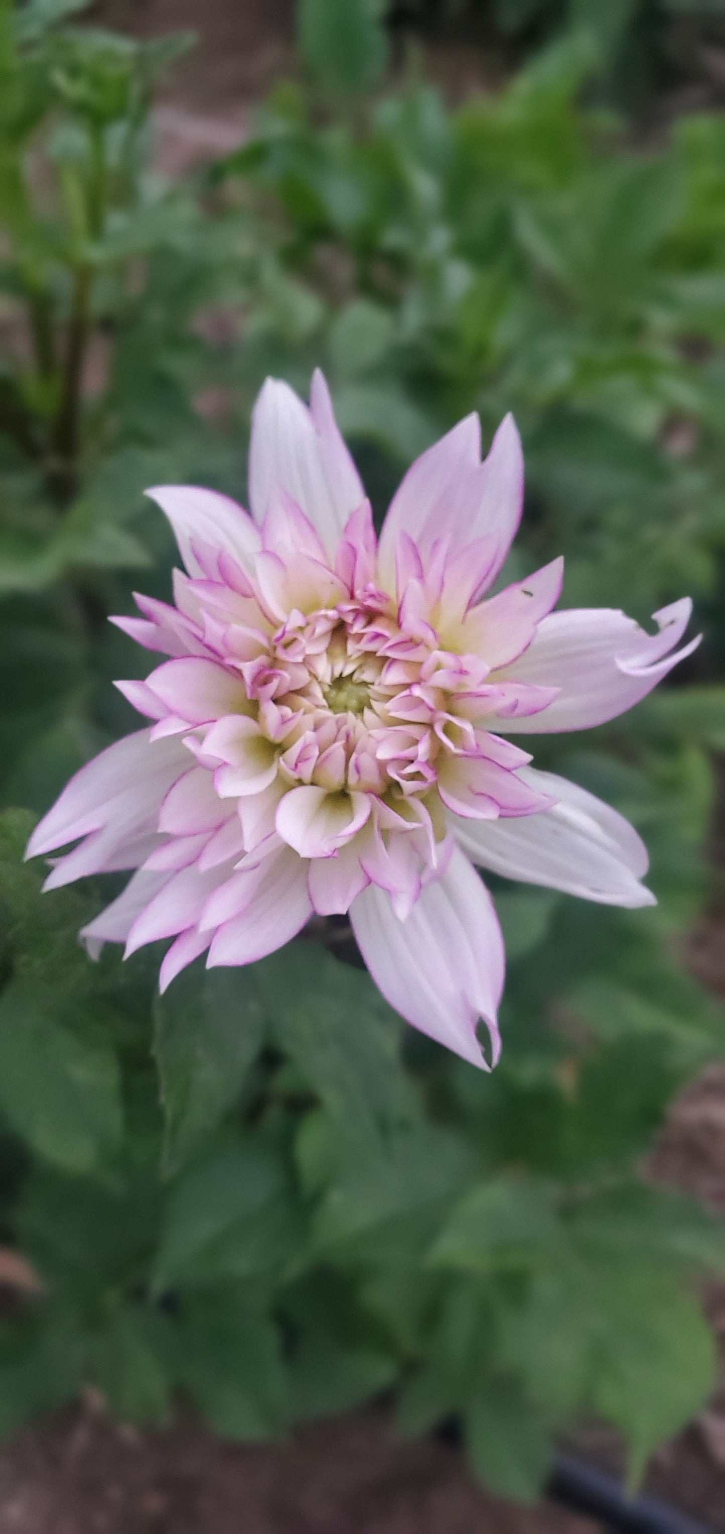 Crazy Love Informal Decorative Dahlia
