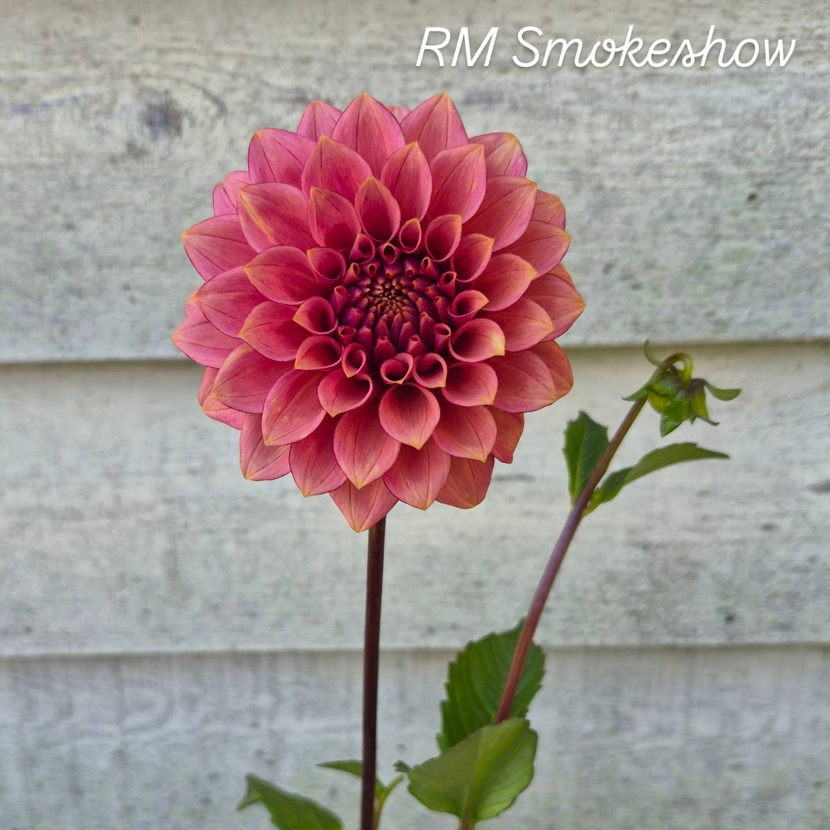 RM Smokeshow Formal  Decorative Dahlia