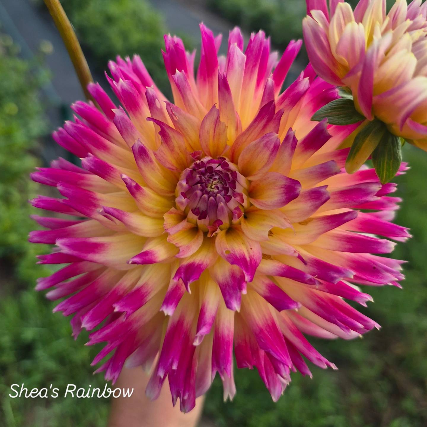 Shea's Rainbow Cactus Dahlia