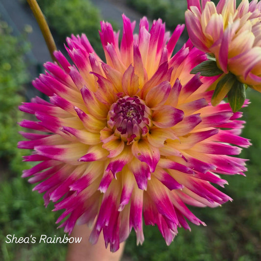 Shea's Rainbow Cactus Dahlia
