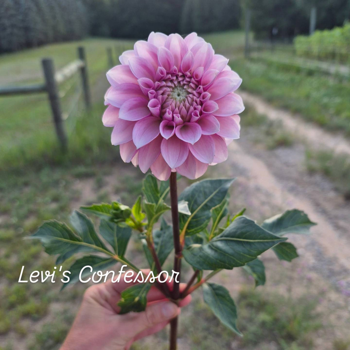 Levi's Confessor Formal Decorative Dahlia