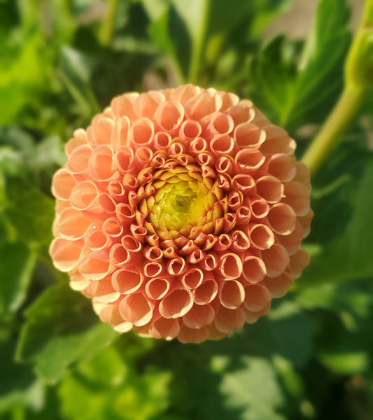 Amber Queen Pompon Ball Dahlia