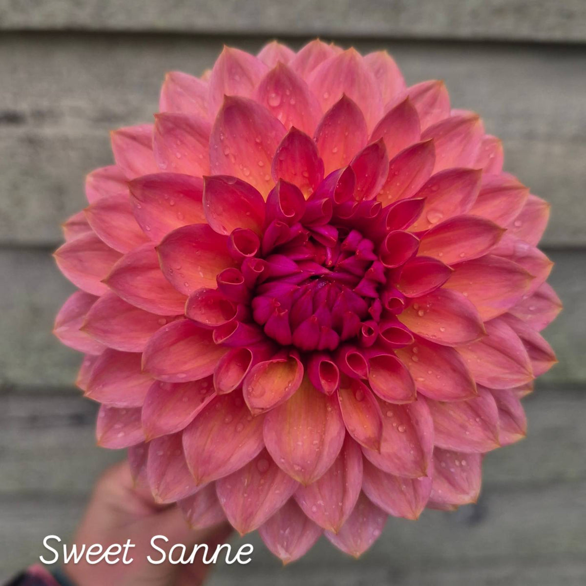 Sweet Sanne Formal Decorative Dahlia