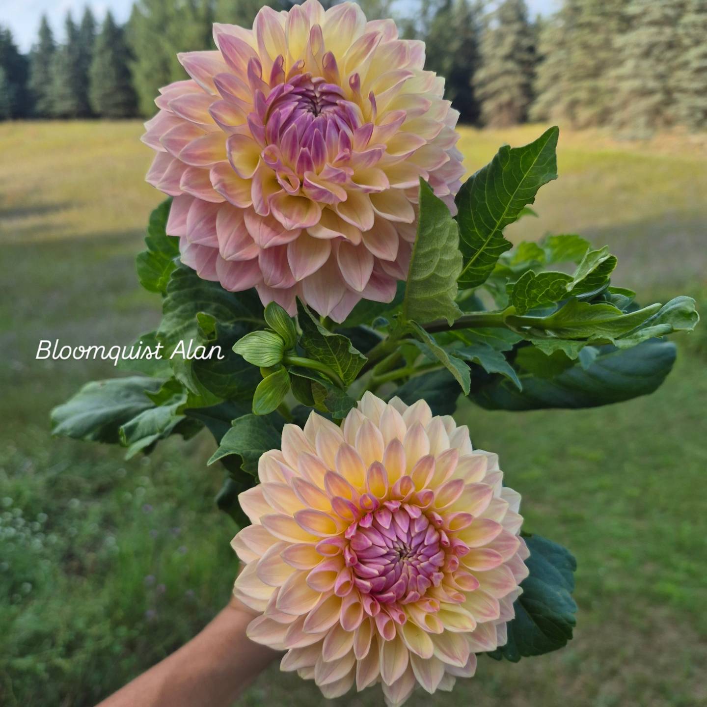 Bloomquist Alan Formal Decorative Dahlia