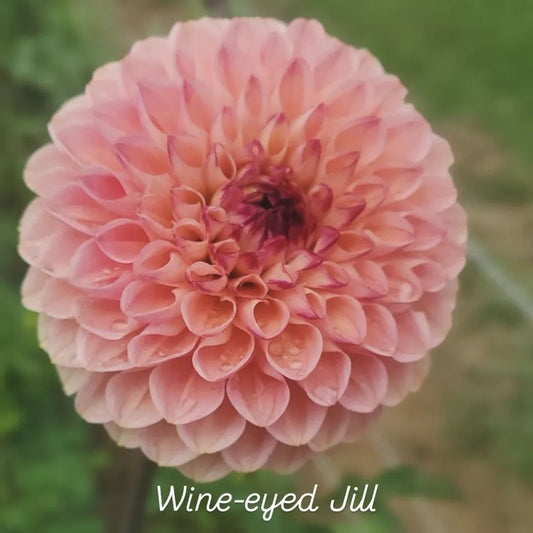 Wine Eyed Jill Ball Dahlia