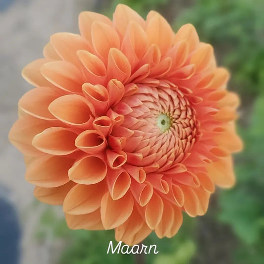 Maarn (Sylvia) Ball Dahlia