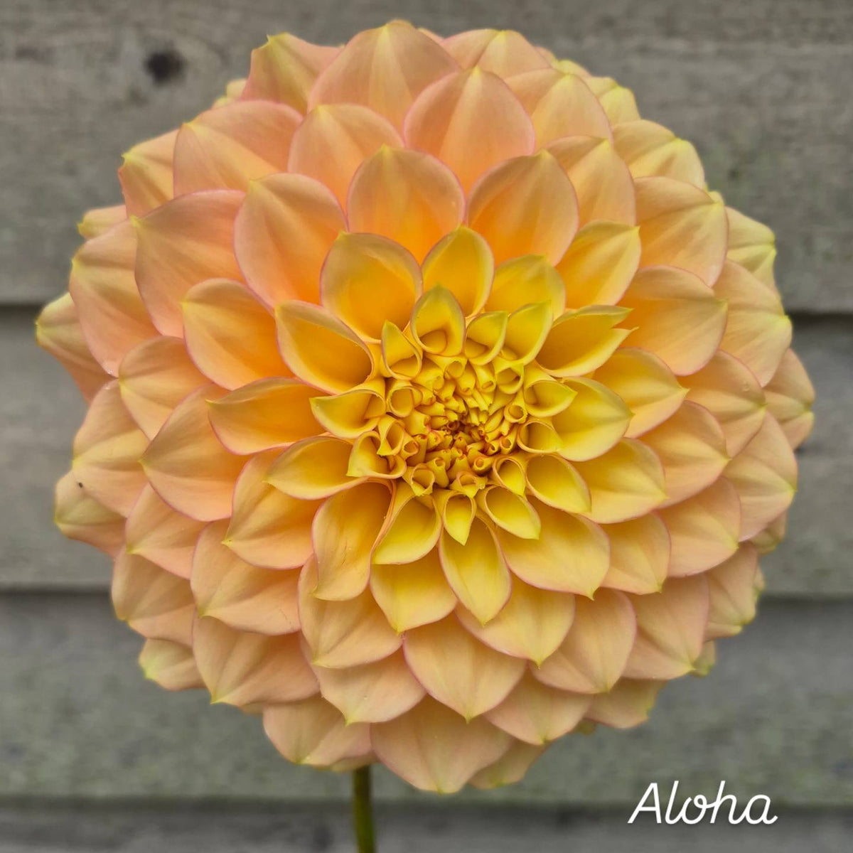 SC's Aloha Formal Decorative