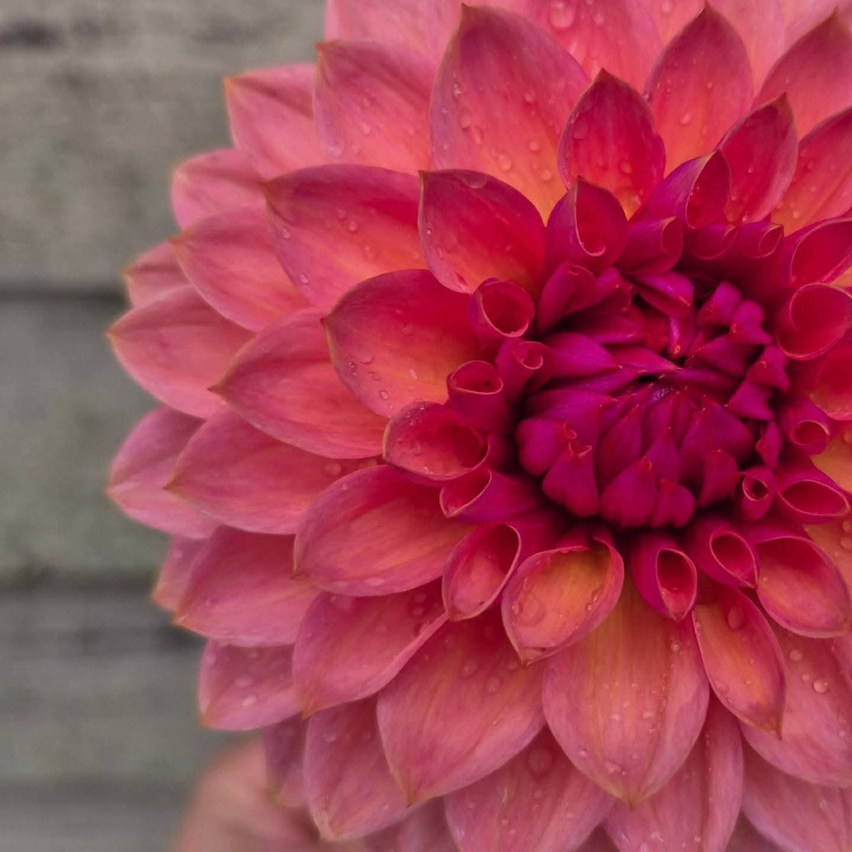Sweet Sanne Formal Decorative Dahlia