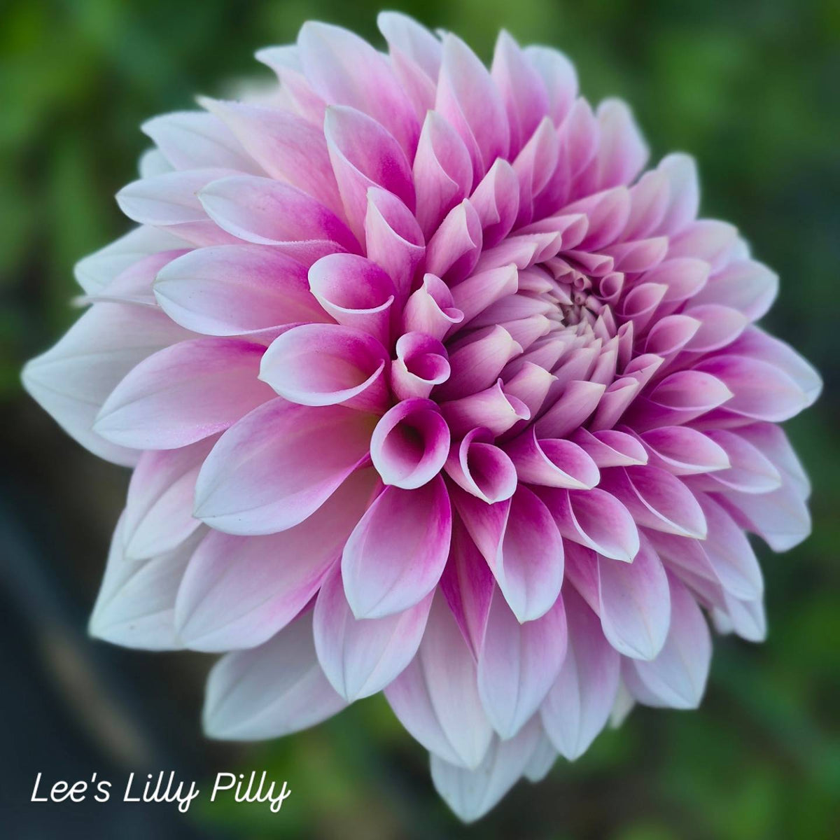 Lee's Pilly Lilly Formal Decorative Dahlia