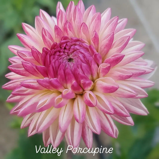 Valley Porcupine Novelty Full Double Dahlia