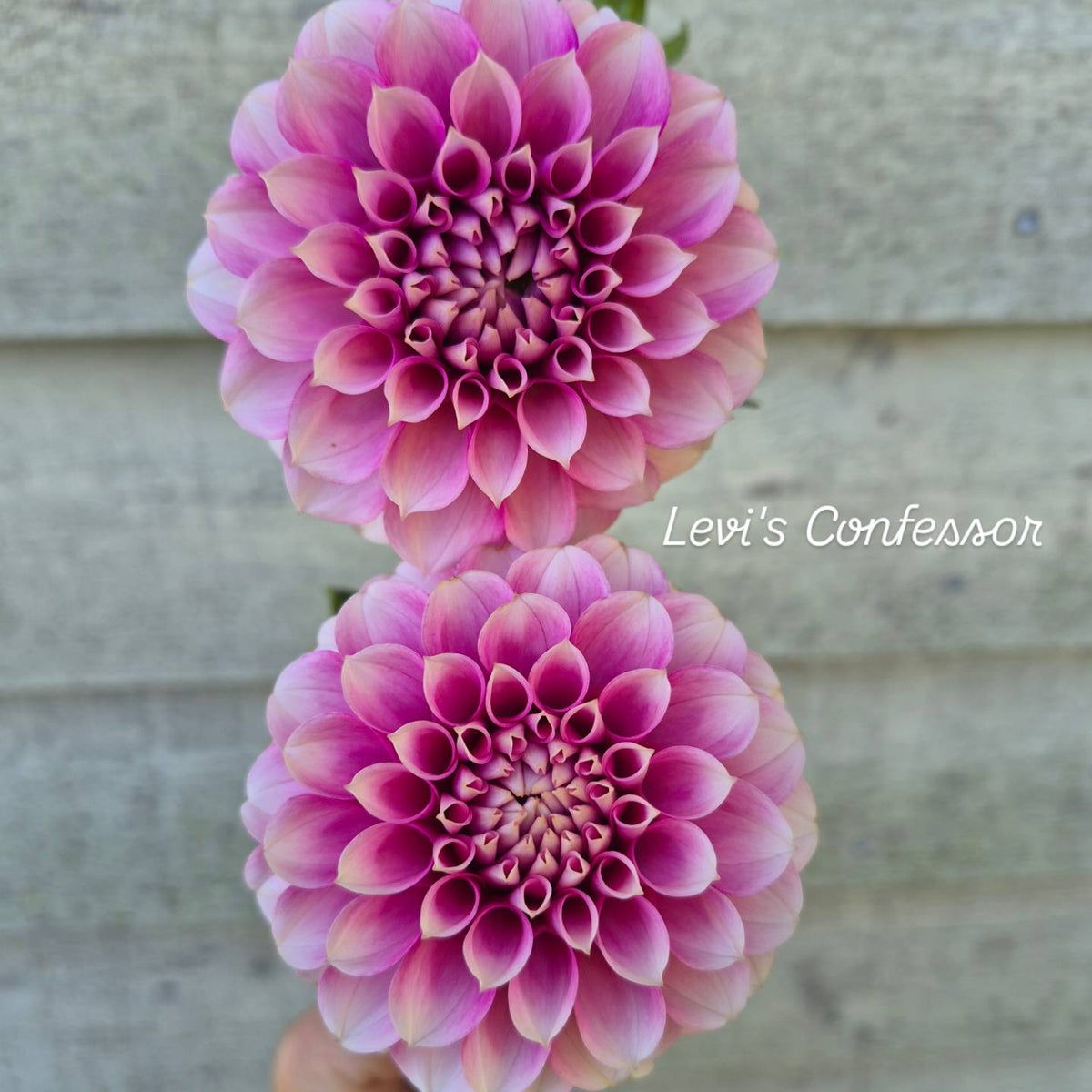 Levi's Confessor Formal Decorative Dahlia