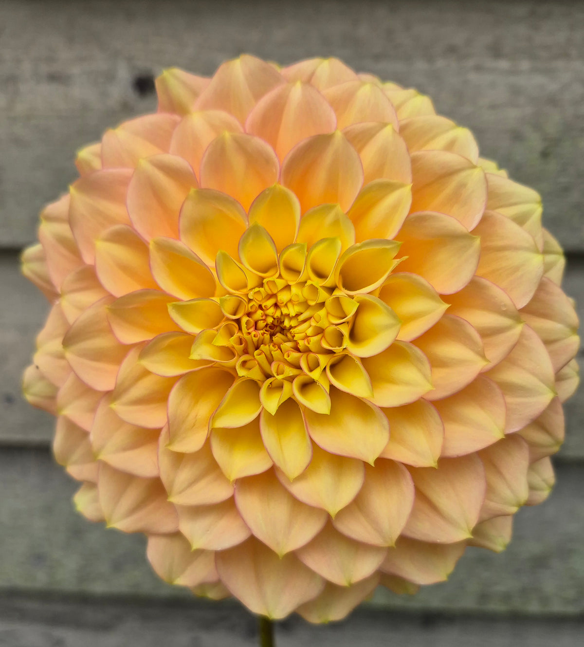 SC's Aloha Formal Decorative