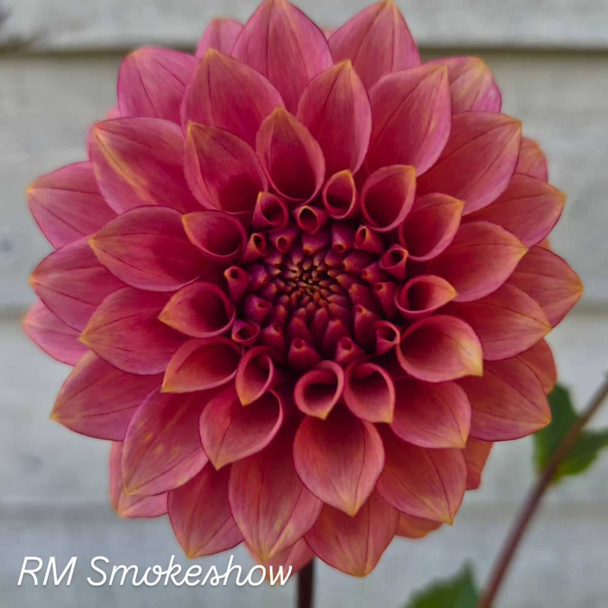 RM Smokeshow Formal  Decorative Dahlia