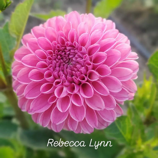 Rebecca Lynn Ball Dahlia