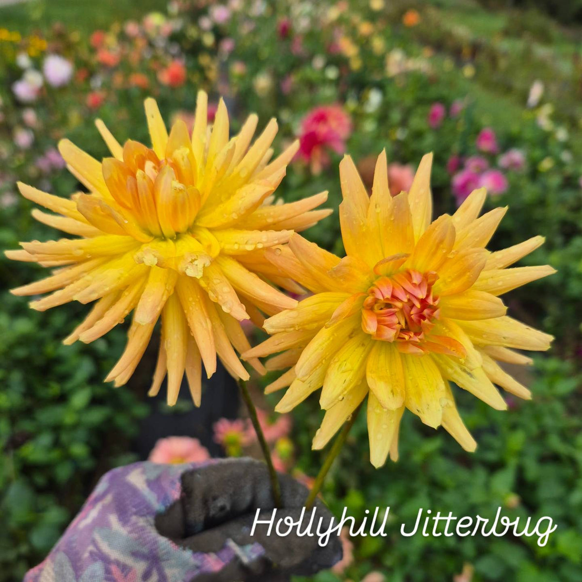 Hollyhill Jitterbug Semi-Cactus Dahlia
