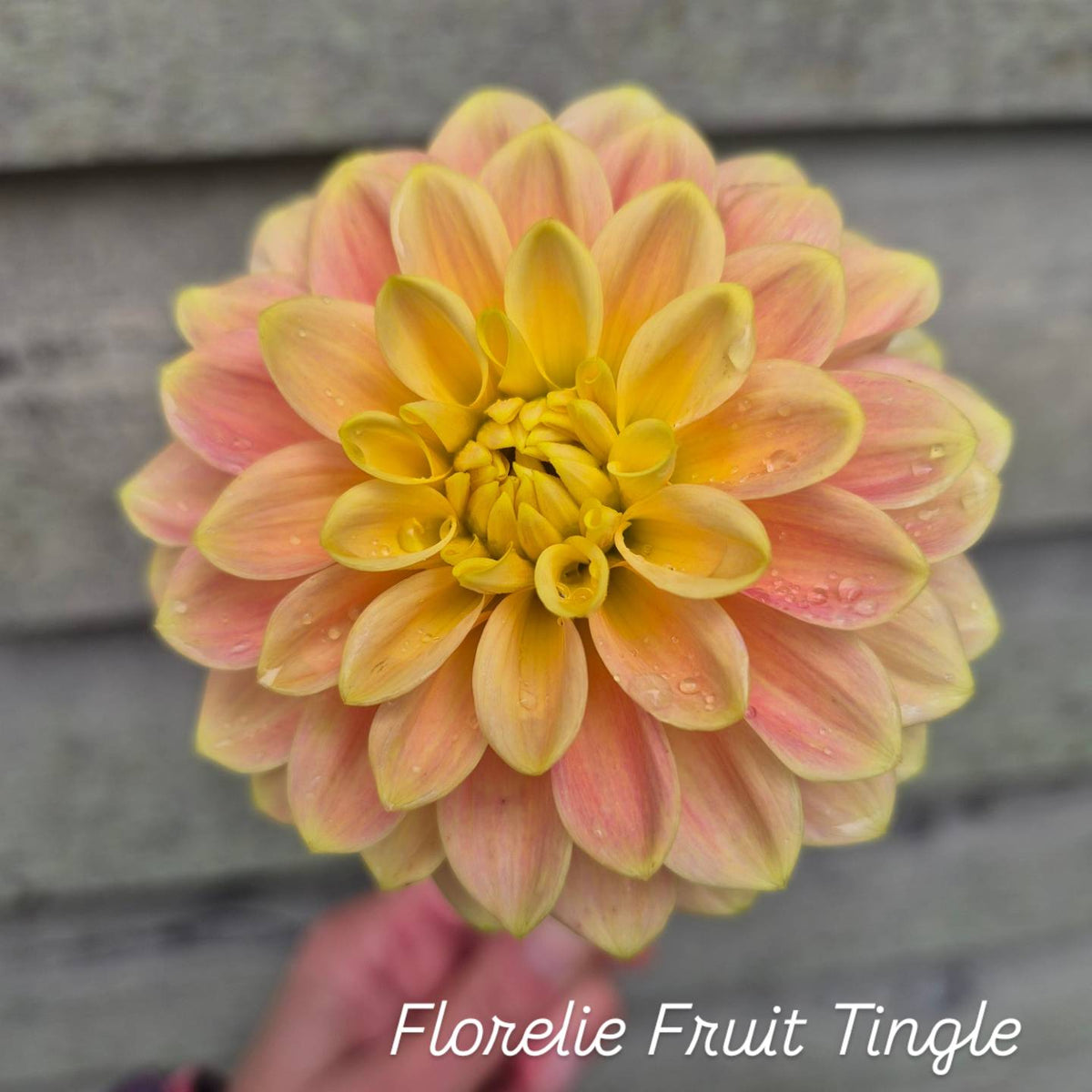 Florelie Fruit Tingle Informal Decorative Dahlia 🇦🇺