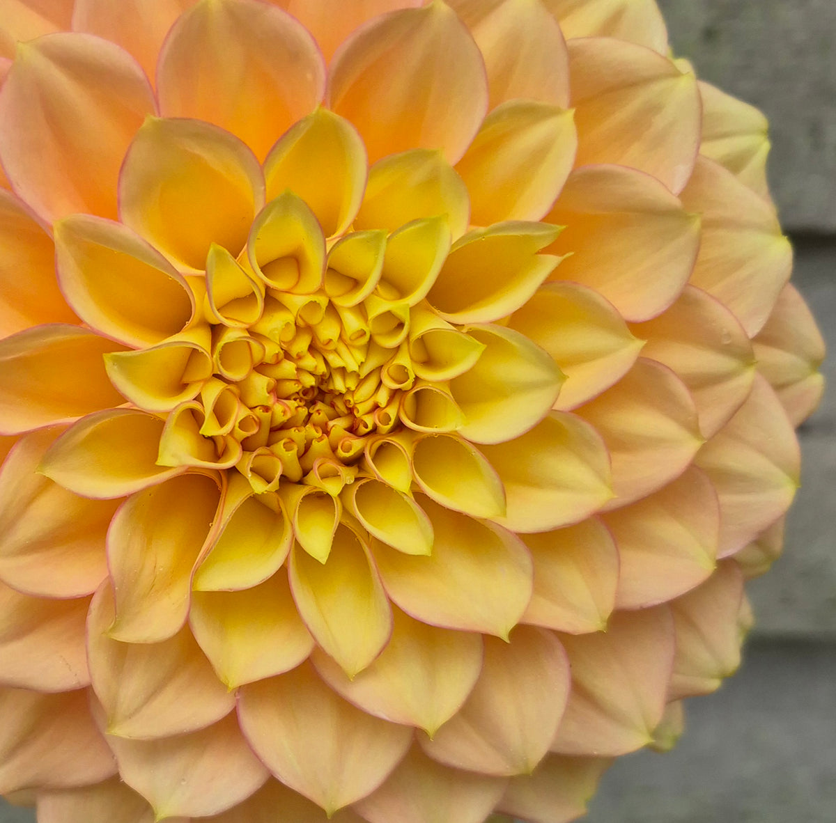SC's Aloha Formal Decorative