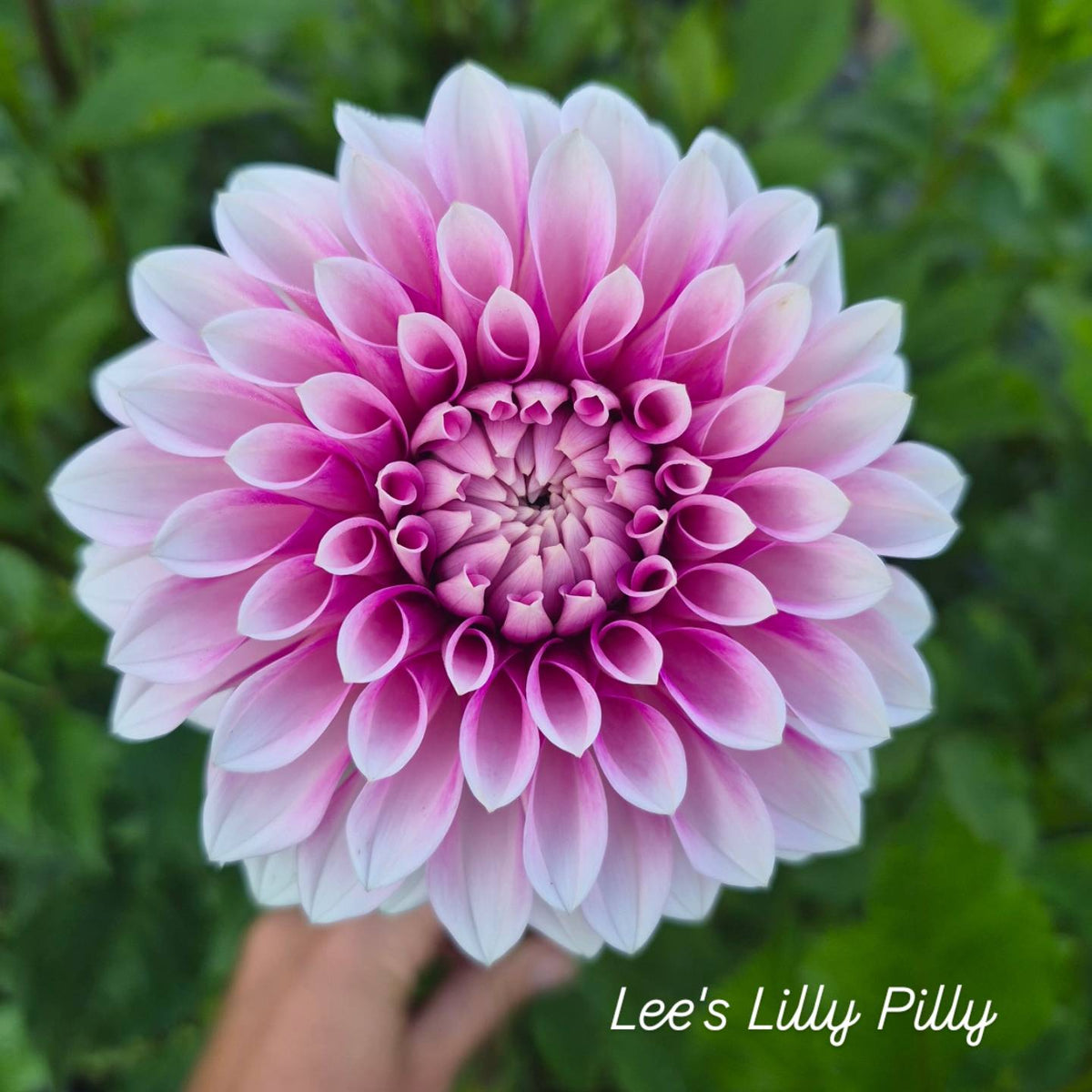 Lee's Pilly Lilly Formal Decorative Dahlia