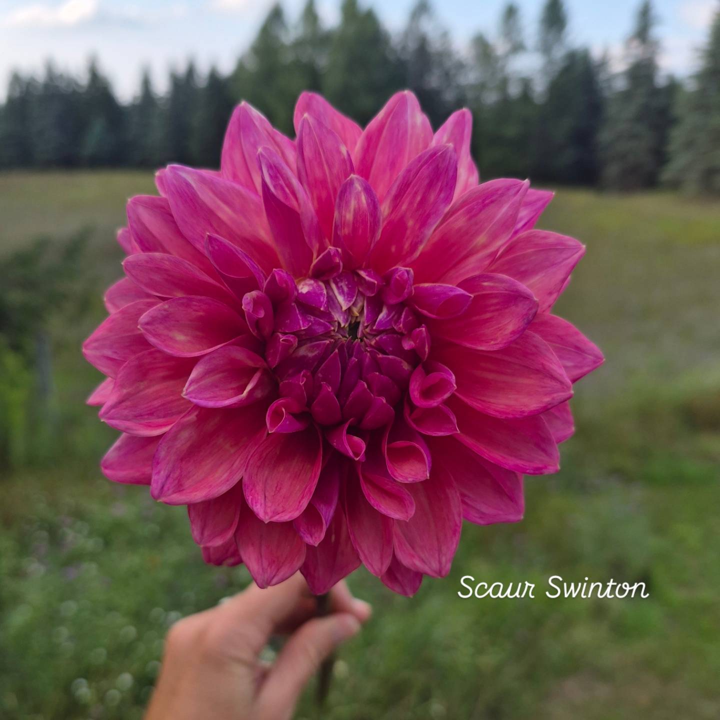 Scaur Swinton Formal Decorative Dahlia