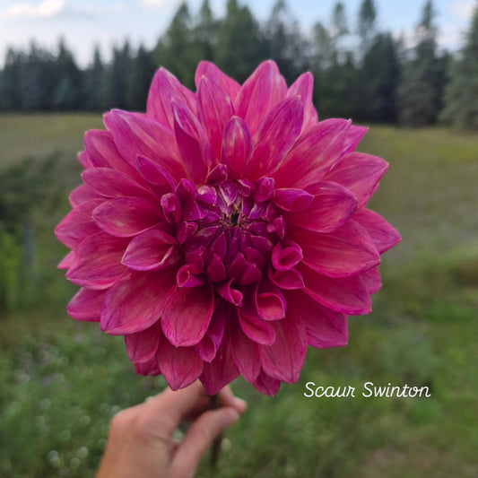Scaur Swinton Formal Decorative Dahlia