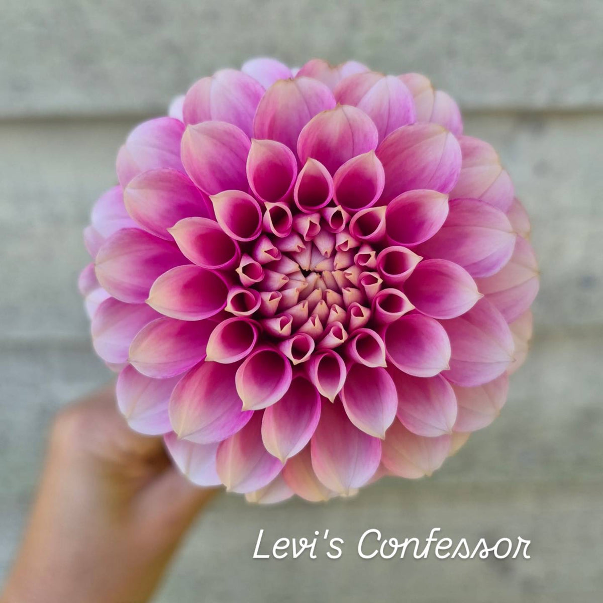 Levi's Confessor Formal Decorative Dahlia